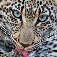 леопард 5