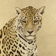 Оригинал схемы вышивки «леопард» (№964077)