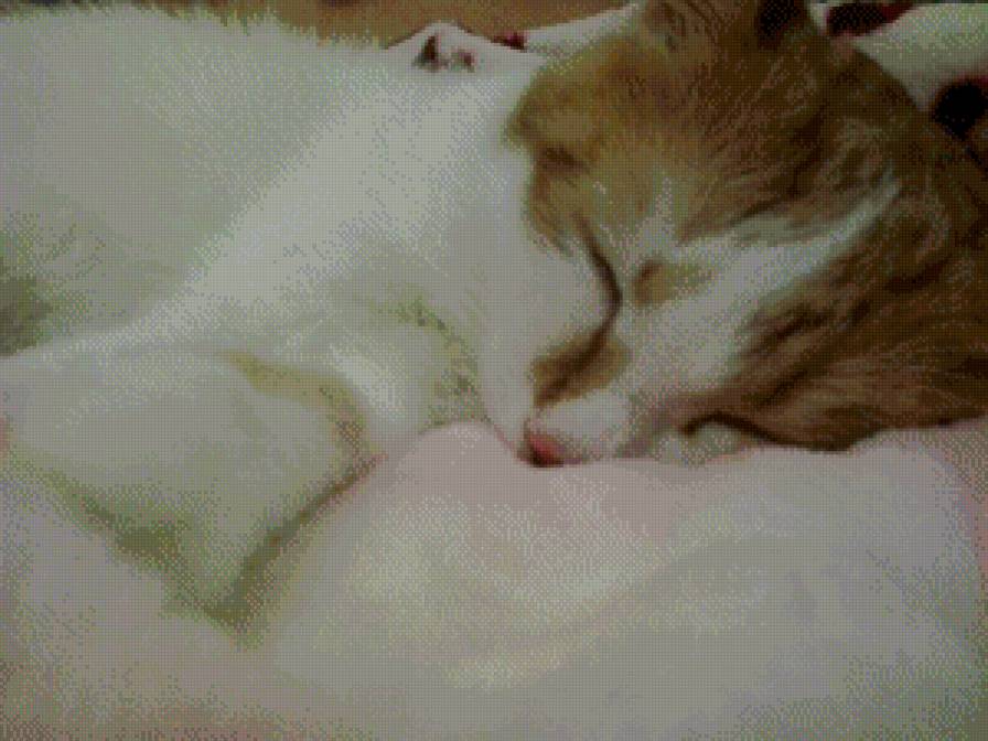 Мой любименький Рыженький) - любимый, спит, кот - предпросмотр