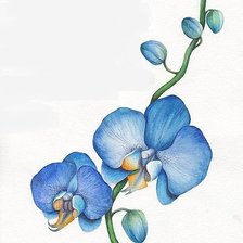Оригинал схемы вышивки «Голубая орхидея.» (№964704)