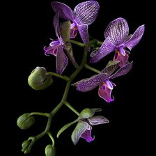 Оригинал схемы вышивки «орхидея в ночи» (№964914)