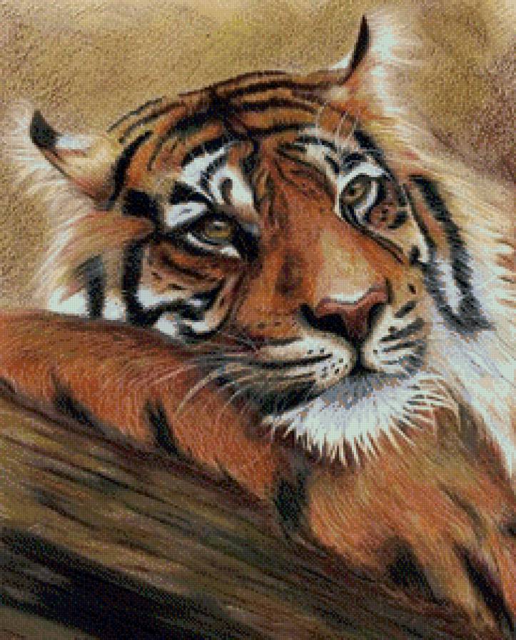 Серия "Дикая природа" - тигр, отдых, портрет - предпросмотр