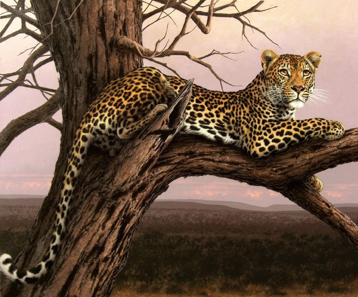 Серия "Дикая природа" - отдых, дикие кошки, ягуар, взгляд, природа - оригинал
