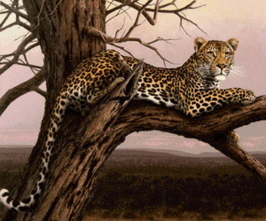 Серия "Дикая природа" - отдых, ягуар, природа, взгляд, дикие кошки - предпросмотр