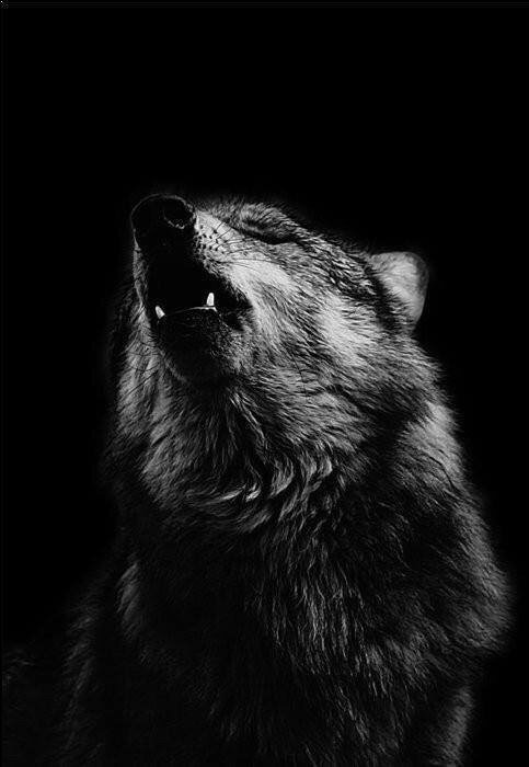 волк - оригинал