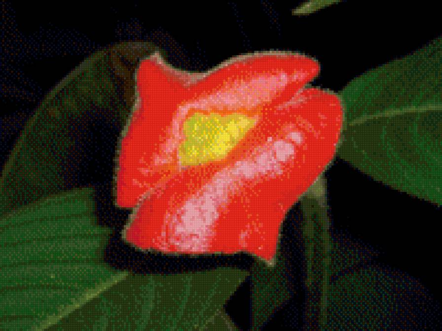 " Нежный поцелуй!!!!" - цветы, природа - предпросмотр
