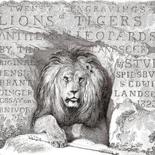 гравюра со львом