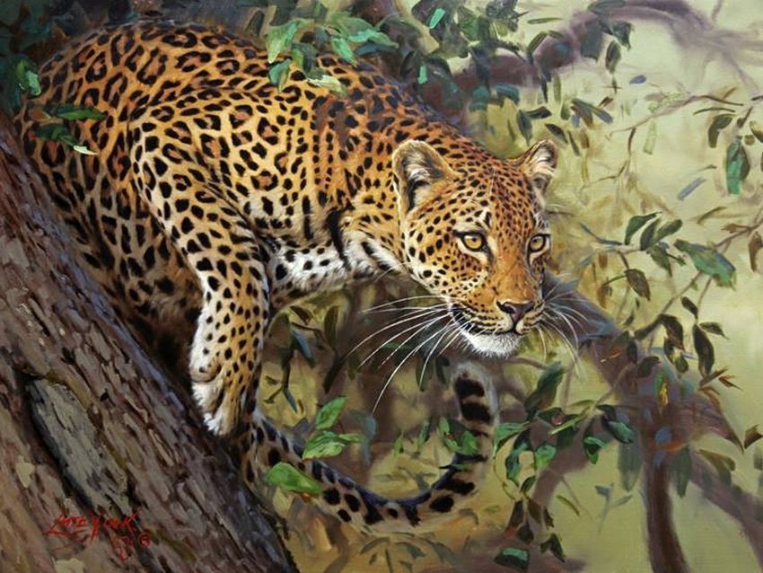 леопард - хищник, леопард - оригинал
