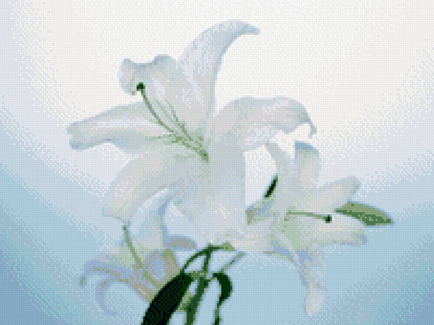 лилии на голубом фоне - лилии, белые лилии, схема, цветы, ветка лилии - предпросмотр