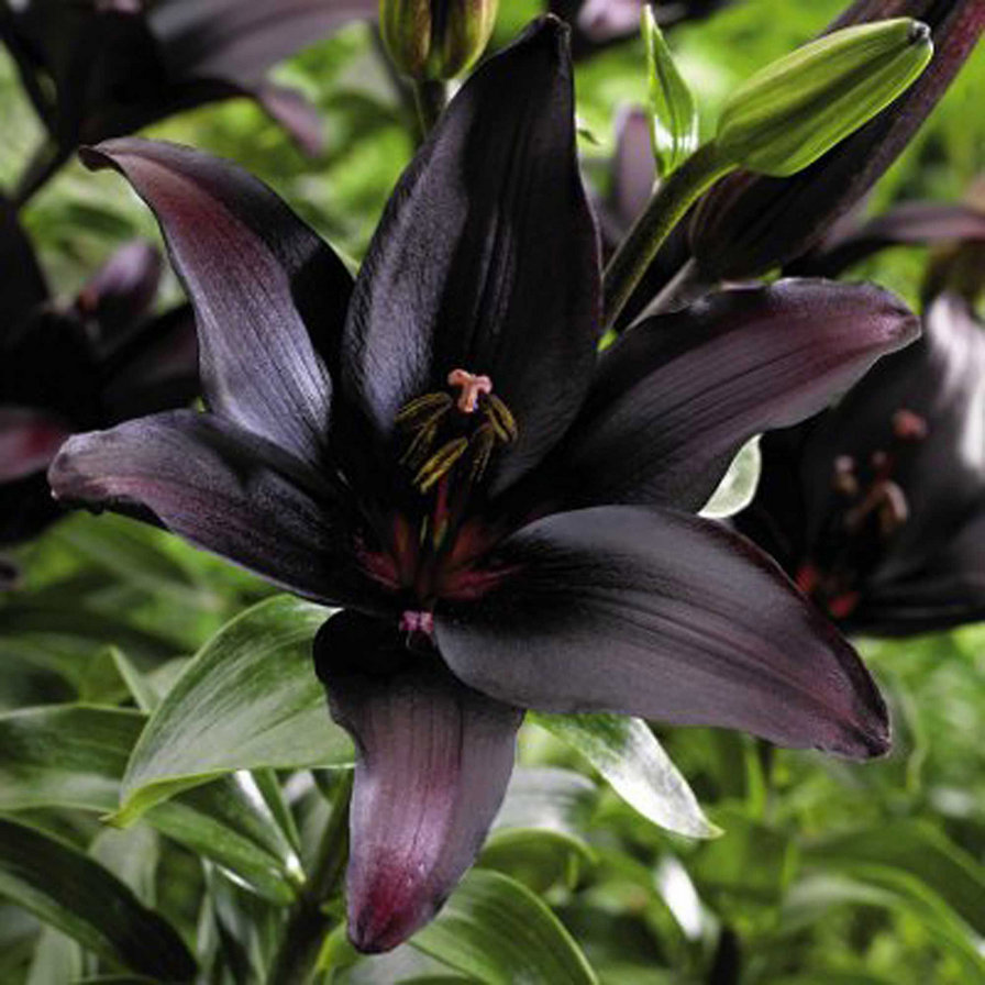 черная лилия - схема, черная лилия, лилия, цветок черный - оригинал