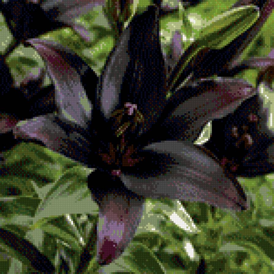 черная лилия - лилия, схема, черная лилия, цветок черный - предпросмотр