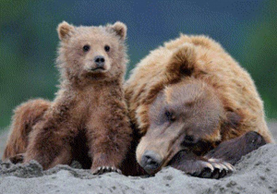 медведи - животные - предпросмотр