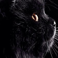 Схема вышивки «Черная котейка»