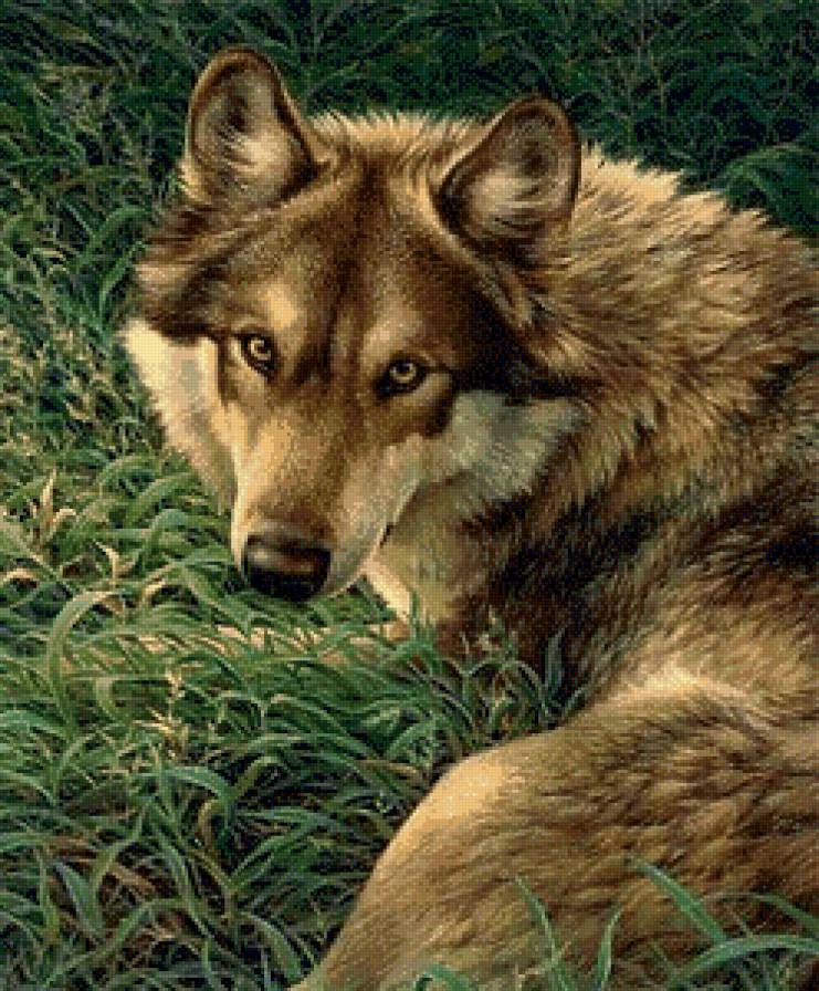 Серия "Дикая природа" - волк, отдых, взгляд, природа - предпросмотр