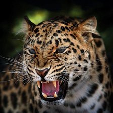 Леопард 4