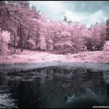 озеро в лесу