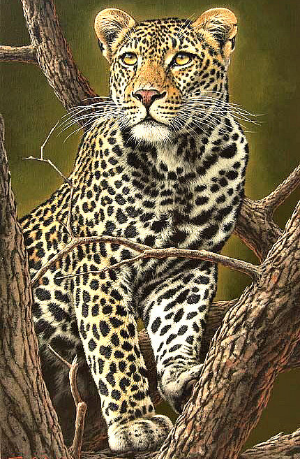 Серия "Дикая природа" - леопард, дикая кошка, грация, хищник, природа - оригинал