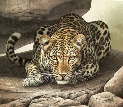 Серия "Дикая природа" - природа, леопард, дикие кошки, отдых, взгляд - оригинал