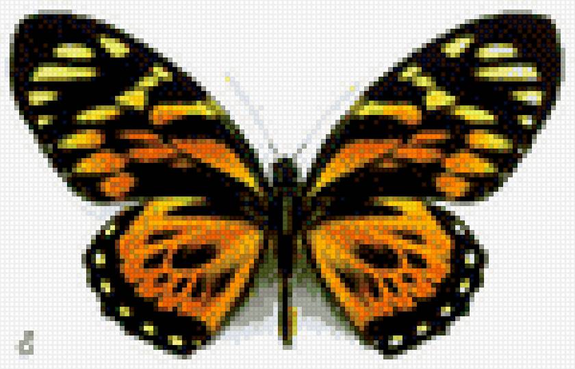 бабочка - бабочка, насекомое - предпросмотр
