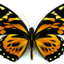 Оригинал схемы вышивки «бабочка» (№968291)