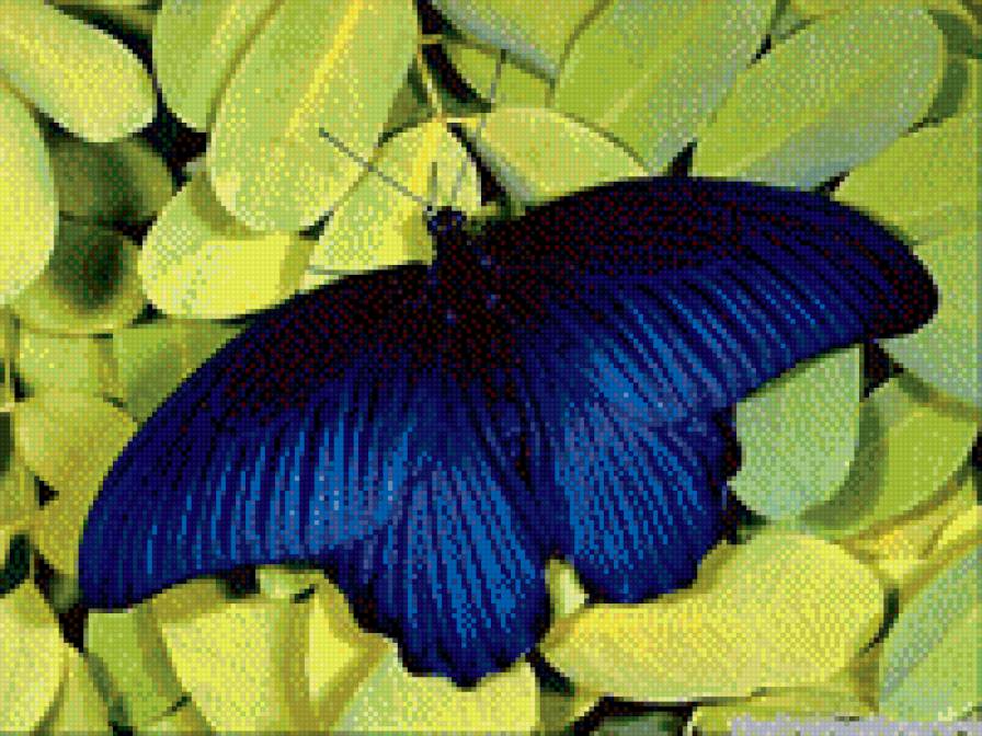 Бабочка - синяя бабочка, трава, бабочка, синий, растения, зелень - предпросмотр