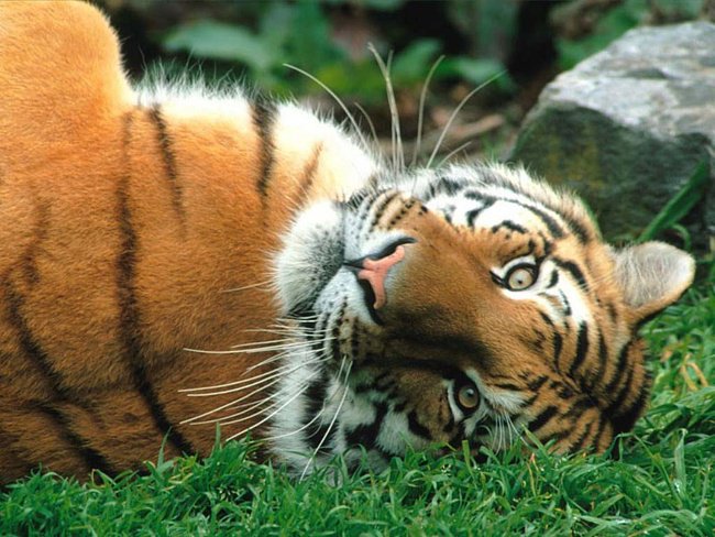 Тигр - тигр, дикие кошки, тигруля - оригинал
