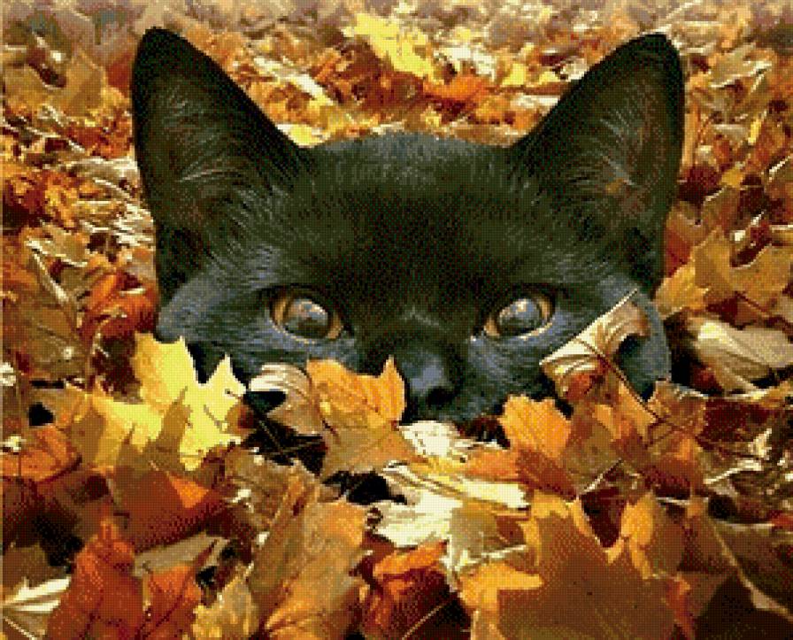 Серия "Домашние любимцы" - черный кот, осень, глазки, котик, листья - предпросмотр