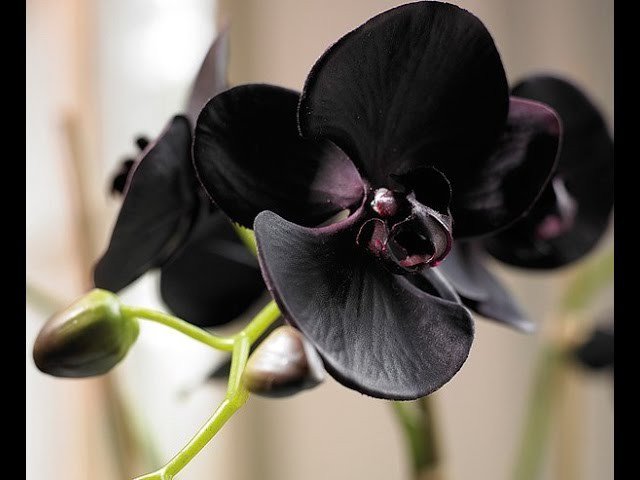 " Черная красавица!!" - природа, цветы, орхидеи. - оригинал