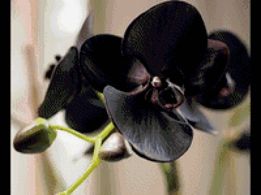 " Черная красавица!!" - природа, цветы, орхидеи. - предпросмотр