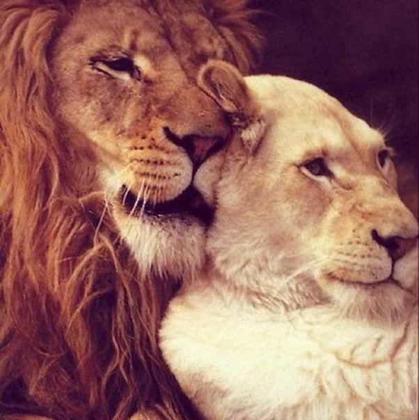 Пара - любовь, пара, вместе, животные, лев, львица - оригинал