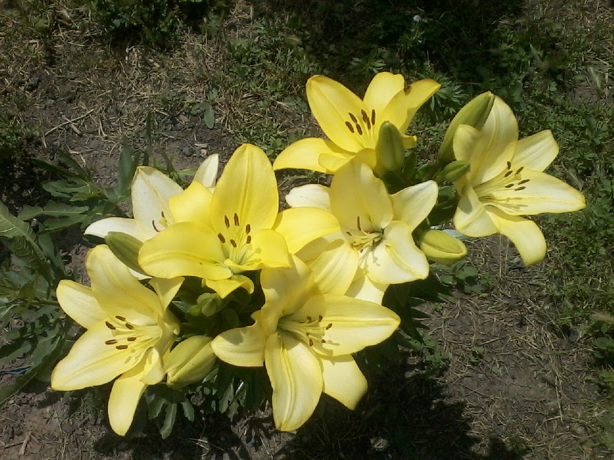 Желтые лилии - красота, восхищение, лилии, цветы - оригинал