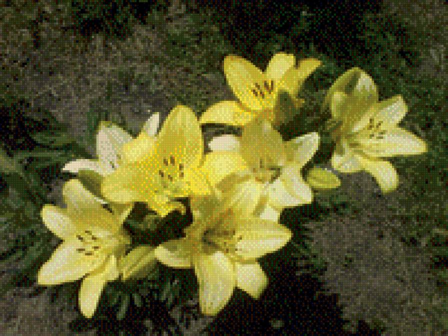 Желтые лилии - восхищение, лилии, красота, цветы - предпросмотр
