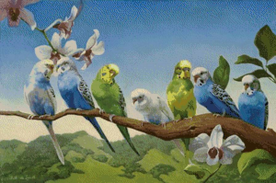 Волнистые попугайчики. - попугаи, лето, птицы - предпросмотр