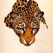 Оригинал схемы вышивки «леопард» (№971150)