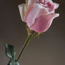 Оригинал схемы вышивки «Цветок. Роза.» (№971356)