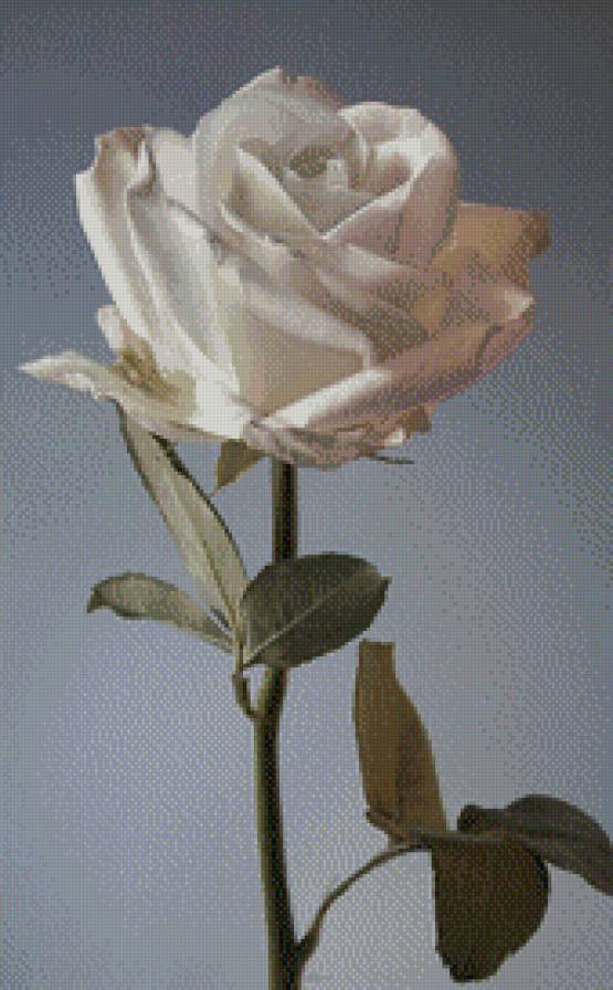 Белая роза. - белая, роза, цветок - предпросмотр