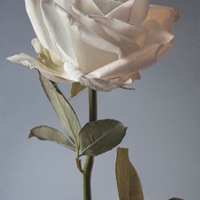Белая роза.