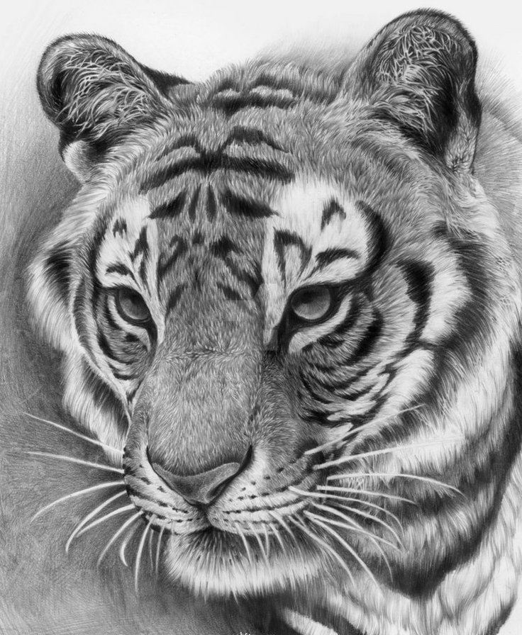 Серия "Дикая природа" - портрет, хищник, тигр, черное и белое - оригинал
