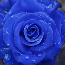 Схема вышивки «Синяя Роза»
