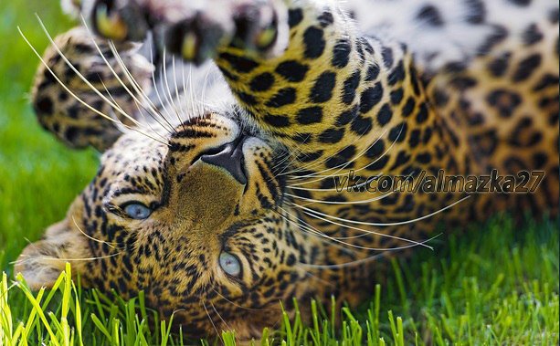 Леопард на траве - леопард, кошки, животные - оригинал