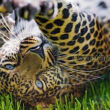 Леопард на траве