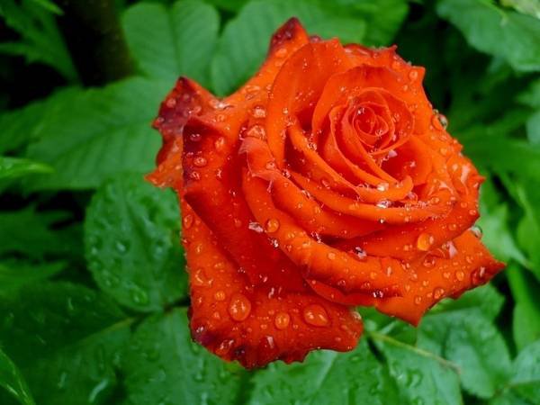 Роза - роза, цветок, растение - оригинал