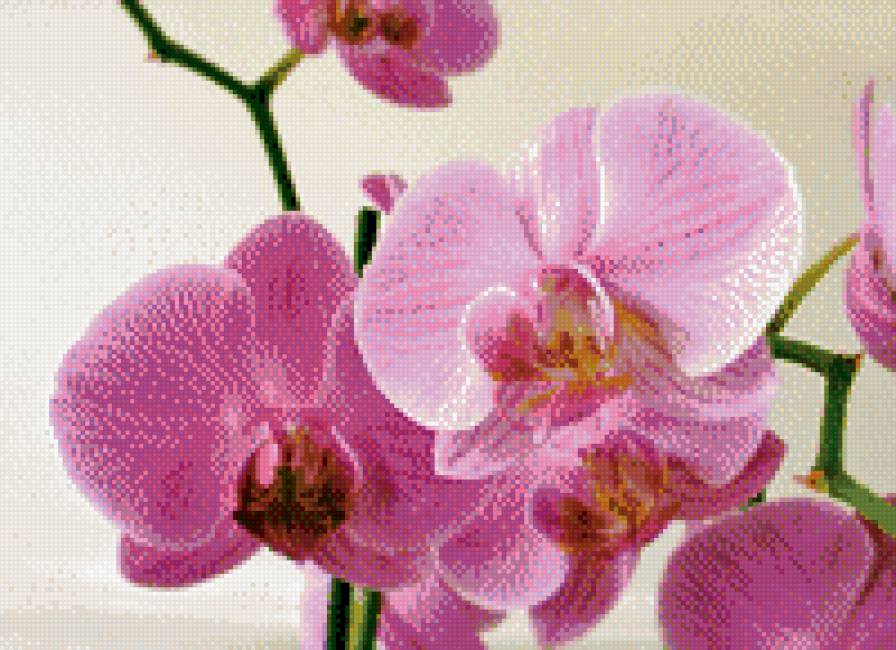 Орхидея - предпросмотр