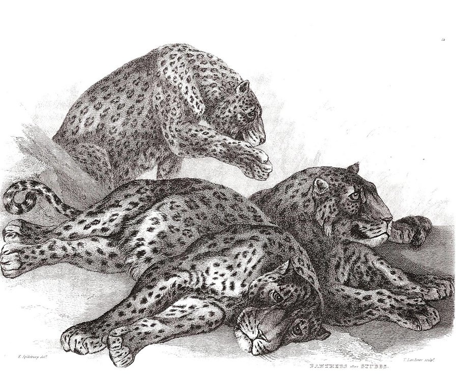 леопарды - леопарды, графика, гравюра, кошки, монохром, животные - оригинал