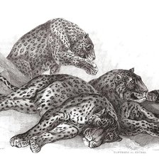 Оригинал схемы вышивки «леопарды» (№974366)
