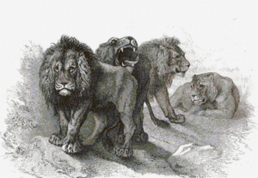 семья львов - кошки, гравюра, львы, графика, монохром - предпросмотр
