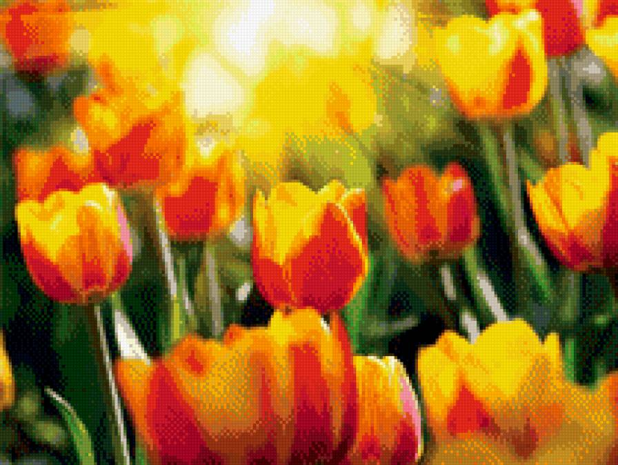 тюльпаны - весна, цветы - предпросмотр