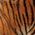 Предпросмотр схемы вышивки «Зимняя тигриная идиллия.» (№974927)