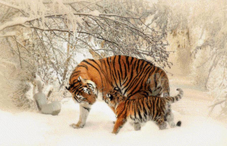 Зимняя тигриная идиллия. - тигренок, тигры, зима, мама - предпросмотр
