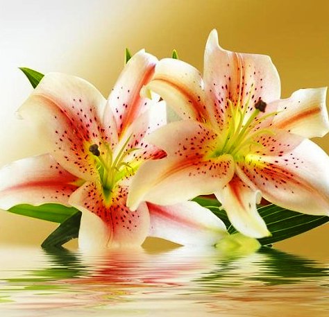 лилии-отражение - цветы, лилии - оригинал